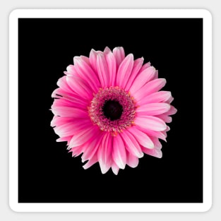 Solitary Gerbera Magnet